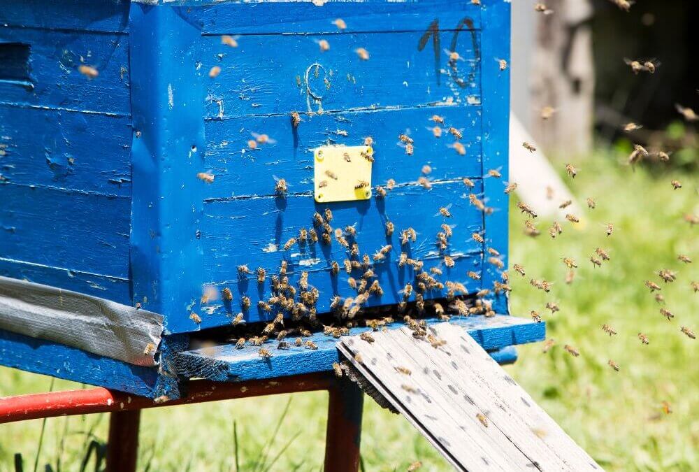 Sharjah Pioneers Organic Honey Production, Product To Hit Markets Soon